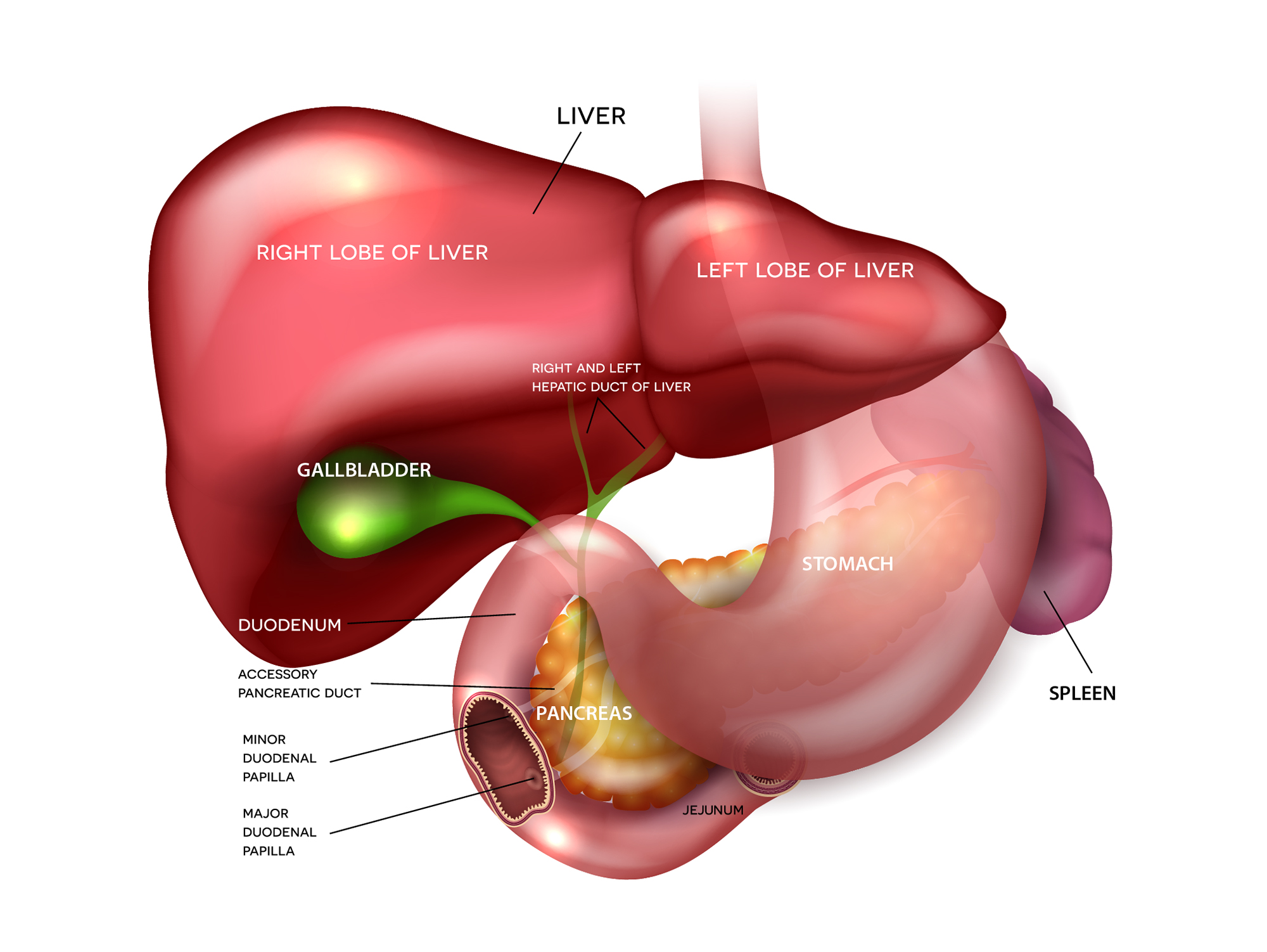 gallbladder-polyps-dr-kaye-bowers